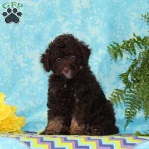 Chocolate, Toy Poodle Puppy